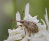 Stictopleurus sp.